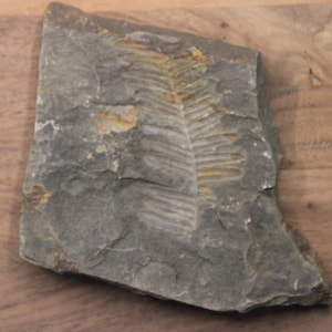 Fern fossil Pennsylvania