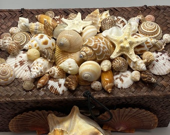 Gorgeous Woven Basket/Box Adorned With Seashells, Coastal, Beach, Nautical, Seaside, Home Decor, All Occasion Gift