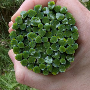 Puede incluir: Un manojo de varillas de vidrio verde con patrones de chevrón amarillos. Las varillas se sostienen en una mano, mostrando sus extremos redondeados y pulidos. El vidrio tiene un acabado brillante, que refleja la luz y crea una apariencia vibrante y texturizada.