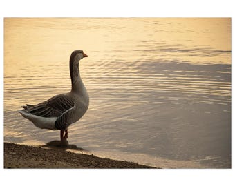 Introspection by Jonathan King