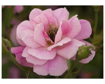 Cozy Flower by Jonathan King