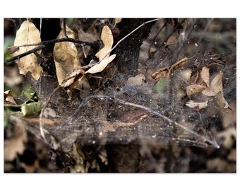 Spider's Domain by Jonathan King