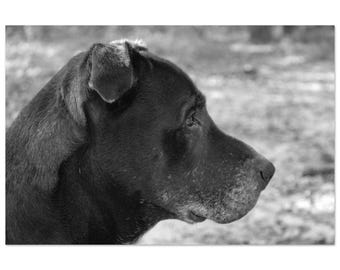 Ol Rocky by Jonathan King
