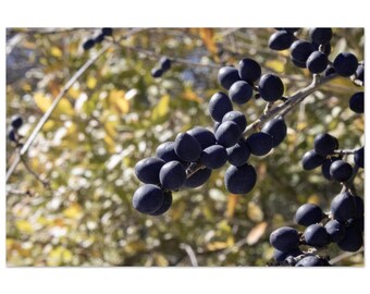 Berry Blue February by Jonathan King