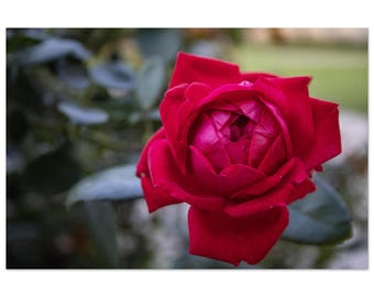 Blood Rose by Jonathan King