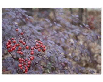Winter Prosperity by Jonathan King