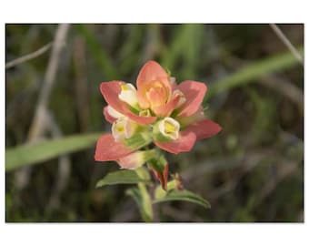 Fire Flower by Jonathan King