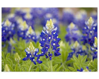 Texan Perseverance by Jonathan King