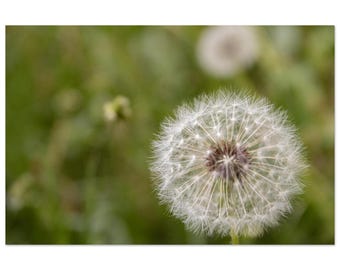Dandelion Dream by Jonathan King