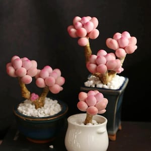 Handmade Clay Succulent: Faux Pachyphytum oviferum - Desk & Terrarium Decor