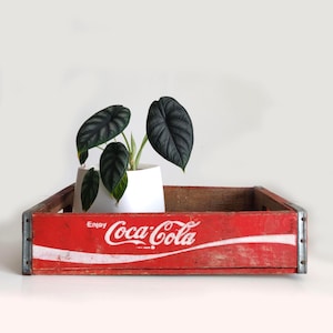 Pode incluir: Uma caixa de madeira vermelha desgastada da Coca-Cola com reforços metálicos nos cantos e o texto branco Enjoy Coca-Cola impresso na frente. Dentro da caixa há um vaso de cerâmica branca contendo uma planta com folhas verde-escuras.