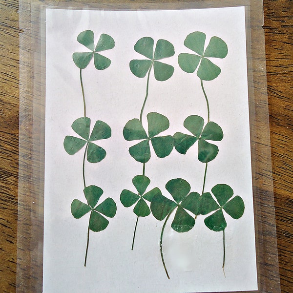 Pack of 10, Dried Pressed Four Leaf Clovers, 3/4" - 1" Wide, Lucky Clovers, Resin Crafts