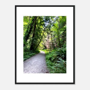 Mendocino Forest - Framed Poster Art