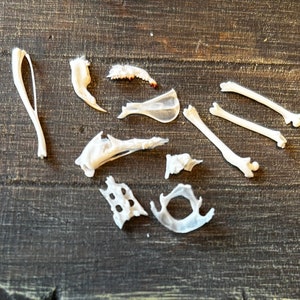 May include: A collection of small, white animal bones on a dark brown wooden surface. The bones are arranged in a random pattern.