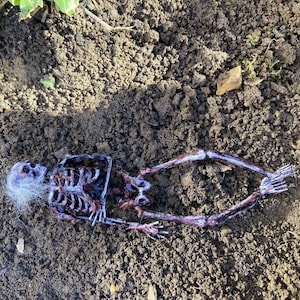1/12 scale Skeleton with rotting flesh for dolls house skull bones dollhouse