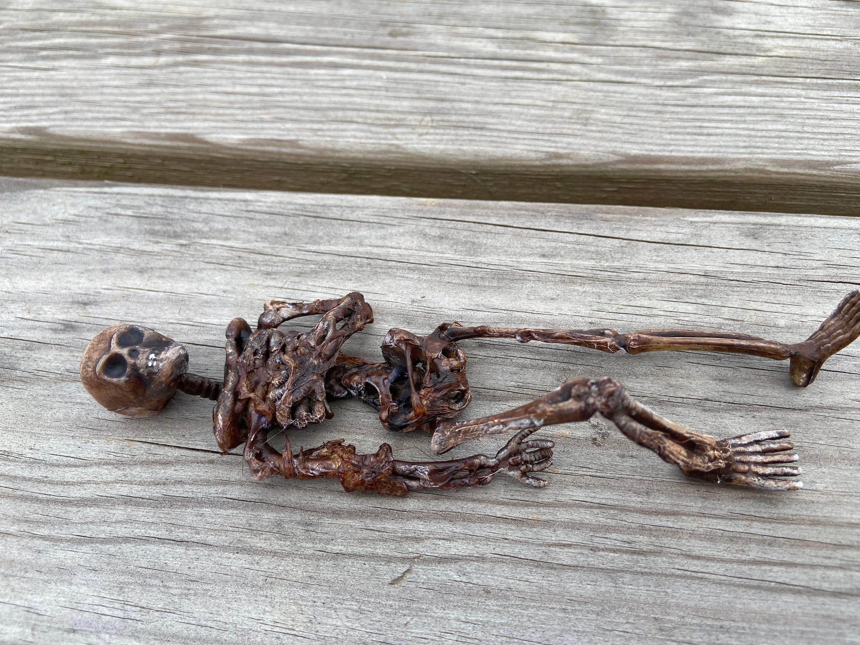 1/12 Scale Skeleton With Rotting Flesh for Dolls House 6 Tall Etsy UK