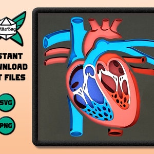Anatomie - Heart SVG/PNG Cut File