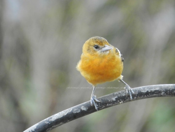 baby oriole photo print