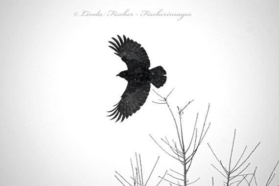 Crow Flying In Winter Snow Wall Art Home Decor Black White Bird Image Digital Download Linda Fischer Fischerimages Fine Art Photography