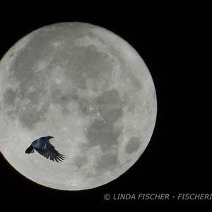 Crow Flying In Winter Snow Wall Art Home Decor Black White Bird Image Digital Download Linda Fischer Fischerimages Fine Art Photography