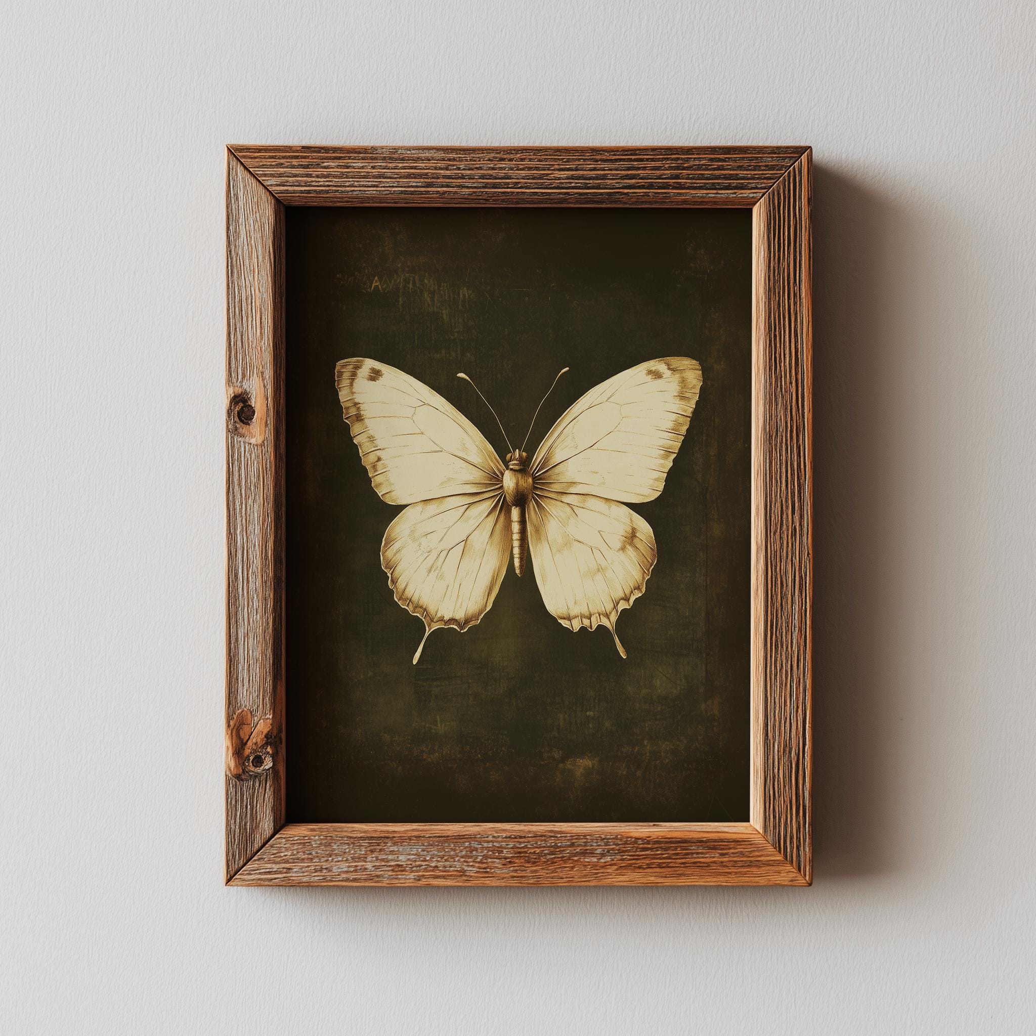 Vintage Botanical Butterfly Art - Antique Scientific Illustration ...
