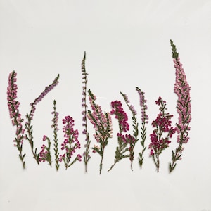 Ensemble de plantes pressées bruyères, vraies fleurs séchées, scrapbooking, fleurs pour compositions florales, plantes de prairie, fleurs pour art botanique