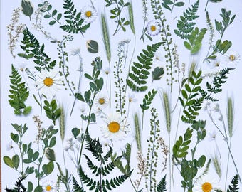Green and white pressed flowers set for cake, Dried plants for wedding cake, edible flowers, Real plant art, pressed ferns, pressed flowers