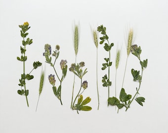 Green grass pressed plants Pressed Flowers, Real Dried Flowers, Scrapbooking, Edible organic Flowers, edible organic flowers for cake decor