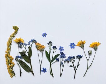 May include: A collection of dried flowers, including yellow and blue blossoms, arranged against a white background. The arrangement features various flower types, with green stems and leaves, creating a natural, botanical theme.
