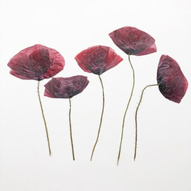 May include: A collection of dried poppy flowers with deep burgundy petals and slender, textured stems. The flowers are arranged against a white background, showcasing their delicate, papery texture and rich color.