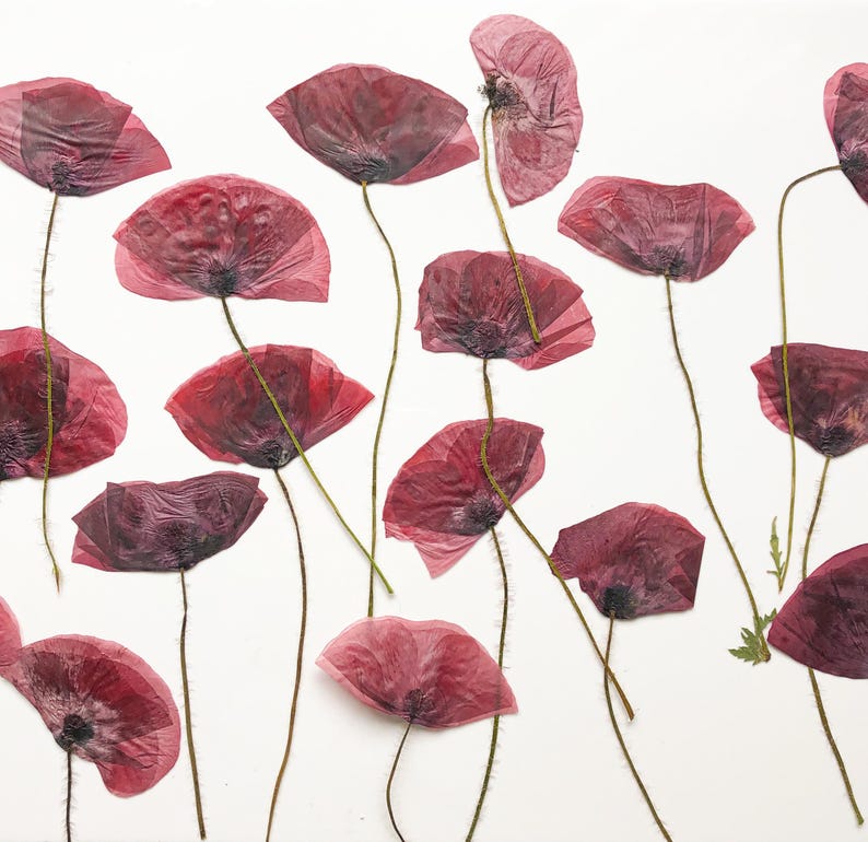 May include: A collection of pressed red poppy flowers with dark stems and delicate, translucent petals. The poppies are arranged against a white background, creating a visually striking floral display. The image captures the natural beauty and texture of the dried flowers.