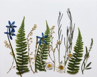 Cold Forest Pressed Flower set, Real Dried Flowers, Scrapbooking, Floral Arrangements, edible flowers for cake, Flowers For Candles