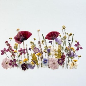 Reiche Wiesenblumen-Set, echte getrocknete Blumen, Scrapbooking, Blumen für Blumenarrangements, essbare Wiesenpflanzen, Blumen für Kerzen