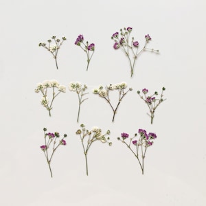 White and pink baby’s breath pressed flowers set for cake, Dried plants for crafting, edible flowers, Real plant art, white baby&#39;s breath
