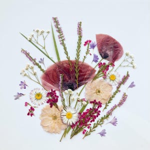 Ensemble de fleurs pressées bouquet champ pour gâteau, plantes séchées pour l'artisanat, fleurs pour gâteaux comestibles, art végétal véritable, fleur d'amandier, fleurs pressées
