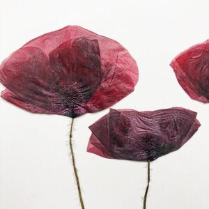 May include: Close-up of three deep red poppy flowers against a white background. The petals have a delicate, layered texture with darker shading towards the center. The stems are thin and brown, with small hairs. The overall composition is simple and elegant.