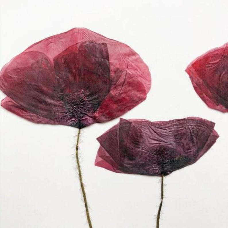 May include: Close-up of three deep red poppy flowers against a white background. The petals have a delicate, layered texture with darker shading towards the center. The stems are thin and brown, with small hairs. The overall composition is simple and elegant.