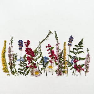 Könnte beinhalten: Eine Anordnung aus getrockneten Blumen und Blättern, darunter gelbe, violette, rote und weiße Blüten, vor einem weißen Hintergrund. Die Komposition zeigt verschiedene Texturen und Formen und erzeugt ein natürliches, botanisches Thema.