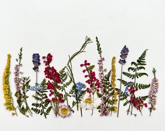 Colorful Forest Pressed Flower set, Real Dried Flowers, Scrapbooking, Floral Arrangements, edible flowers for cake, Flowers For Candles