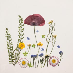 Ensemble de fleurs pressées des prés, vraies fleurs séchées pour scrapbooking, fleurs pour compositions florales, plantes bleu pré, fleurs pour gâteau botanique