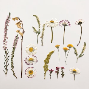 Fleurs séchées pour travaux manuels, vraies marguerites, muguet séché, scrapbooking, art floral pressé, mélange de fleurs pressées, ensemble de vraies fleurs
