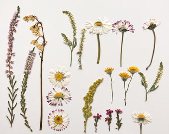 Dried flowers for crafts, real daisies, dried lily of the valley, scrapbooking, pressed flower art, mixed pressed flowers, real flowers set