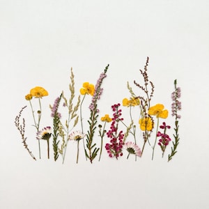 Warm Field Pressed Flower set, Real Dried Flowers, Scrapbooking, Floral Arrangements, edible flowers for cake, Flowers For Candles