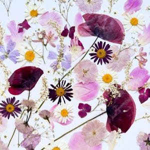 Ensemble de fleurs pressées aux couleurs douces pour gâteau de mariage, plantes séchées pour l'artisanat, fleurs comestibles, art végétal véritable, coquelicots et pivoines pressés