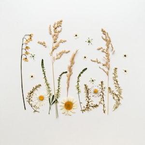 Ensemble de fleurs pressées de couleur bohème, vraies fleurs séchées pour bougie, scrapbooking, fleurs pour compositions florales, fleurs pour faire-part