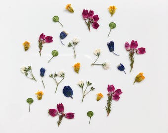 May include: An overhead shot of various dried flowers and leaves scattered on a white surface. The flowers are in shades of yellow, pink, blue, and white, with small green leaves. The arrangement is delicate and natural.