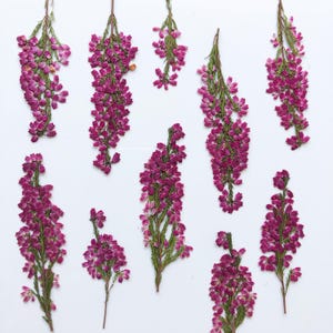 Fleurs pressées bruyères roses, Vraies fleurs séchées, Scrapbooking, Fleurs pour arrangements floraux, Plantes de prairie, Fleurs pour art botanique