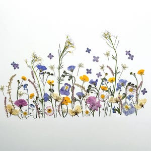 Può includere: Una composizione di fiori selvatici pressati in vari colori, tra cui giallo, viola, blu e bianco, disposti su uno sfondo bianco. L'arrangiamento presenta una varietà di tipi e dimensioni di fiori, creando un tema botanico naturale.
