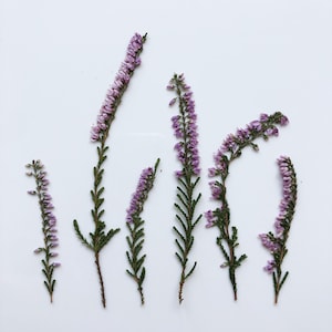 Fleurs pressées violettes chinées, Vraies fleurs séchées, Scrapbooking, Fleurs pour arrangements floraux, Plantes de prairie, Fleurs pour art botanique