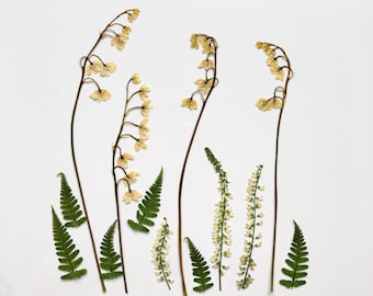 Forest Lilly od the valley, real dried pressed lily of the valley, scrapbooking, pressed flower art, mixed pressed flowers, real flowers set